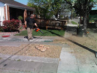 tree work